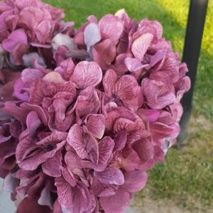 5 NWT HYDRANGEAS 2 SHORT STEM 3 LONG STEM